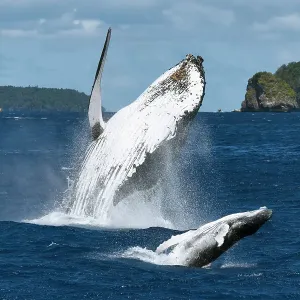 Humpback whale (Megaptera novaeangliae) female breaching together with her male calf. The calf had a large wound on his left peduncle area, one that appeared to be the result of a large bite, Vava'u, Tonga, South Pacific Humpback whale (Megaptera novaeangliae) female breaching together with her male calf. The calf had a large wound on his left peduncle area, one that appeared to be the result of a large bite, Vava'u, Tonga, South Pacific