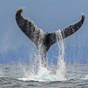 Humpback whale (Megaptera novaeangliae) fluke above the water as it dives, Machalilla National Park Humpback whale (Megaptera novaeangliae) fluke above the water as it dives, Machalilla National Park