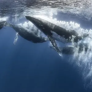 Humpback whale (Megaptera novaeangliae) heat run with seven males, male blowing bubbles Humpback whale (Megaptera novaeangliae) heat run with seven males, male blowing bubbles