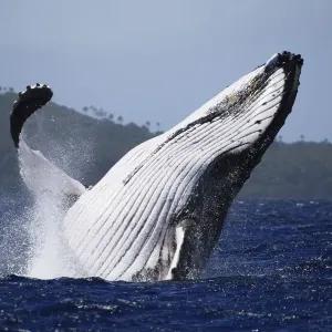 Humpback whale (Megaptera novaeangliae) male breaching in front of Hunga island in Vava u Humpback whale (Megaptera novaeangliae) male breaching in front of Hunga island in Vava u