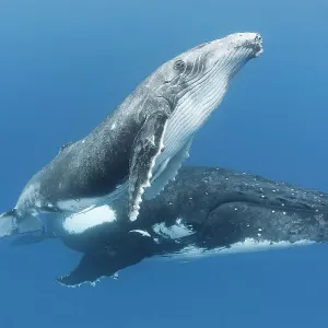 Humpback whale (Megaptera novaeangliae) male calf with his mother. Vava'u, Tonga. South Pacific Humpback whale (Megaptera novaeangliae) male calf with his mother. Vava'u, Tonga. South Pacific
