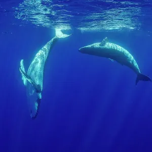 Humpback whale (Megaptera novaeangliae) male and female pair courting, Tubuai, French Polynesia, Pacific Ocean Humpback whale (Megaptera novaeangliae) male and female pair courting, Tubuai, French Polynesia, Pacific Ocean