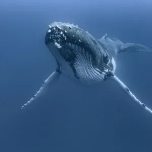 Humpback whale (Megaptera novaeangliae) male resting, Vava u, Kingdom of Tonga Humpback whale (Megaptera novaeangliae) male resting, Vava u, Kingdom of Tonga