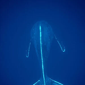 Humpback Whale {Megaptera novaeangliae} Mexico