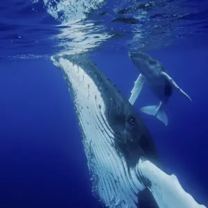 Humpback Whale (Megaptera novaeangliae) mother and calf at sea surface. Tonga, South Pacific Humpback Whale (Megaptera novaeangliae) mother and calf at sea surface. Tonga, South Pacific