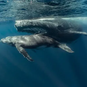 Humpback whale mother and calf print Humpback whale mother and calf print