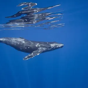 Humpback whale (Megaptera novaeangliae) off the coast of Lanai, Hawaii Humpback whale (Megaptera novaeangliae) off the coast of Lanai, Hawaii