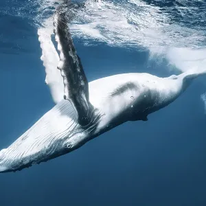 Humpback whale (Megaptera novaeangliae) playing, skimming the ocean surface with the tips of his pectoral fins. Vava'u, Kingdom of Tonga. Pacific Ocean Humpback whale (Megaptera novaeangliae) playing, skimming the ocean surface with the tips of his pectoral fins. Vava'u, Kingdom of Tonga. Pacific Ocean
