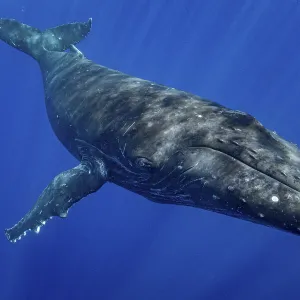 Humpback whale (Megaptera novaeangliae) portrait, Moorea, French Polynesia