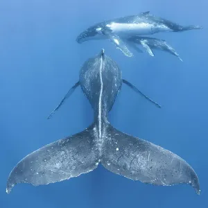 Humpback whale (Megaptera novaeangliae) rear view of males escort, with adult female and male calf in the background. Vava'u, Tonga, South Pacific Humpback whale (Megaptera novaeangliae) rear view of males escort, with adult female and male calf in the background. Vava'u, Tonga, South Pacific
