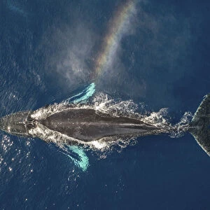 Humpback whale (Megaptera novaeangliae) spouting, rainbow effect created in spray