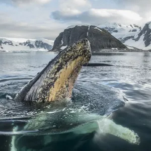 Humpback whale (Megaptera novaeangliae) spyhoping, Antarctic Peninsula, Antarctica Humpback whale (Megaptera novaeangliae) spyhoping, Antarctic Peninsula, Antarctica