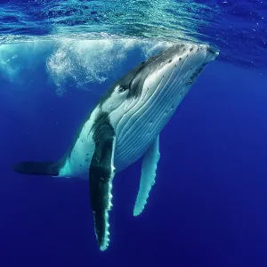 Humpback whale (Megaptera novaeangliae) surfacing, Tubuai, French Polynesia, Pacific Ocean Humpback whale (Megaptera novaeangliae) surfacing, Tubuai, French Polynesia, Pacific Ocean