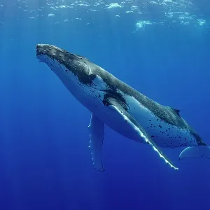 Humpback whale Print, Tubuai, French Polynesia Humpback whale Print, Tubuai, French Polynesia