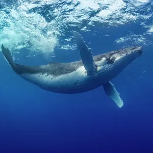 Humpback whale (Megaptera novaeangliae) swimming just below the ocean surface, Tubuai, French Polynesia, Pacific Ocean Humpback whale (Megaptera novaeangliae) swimming just below the ocean surface, Tubuai, French Polynesia, Pacific Ocean