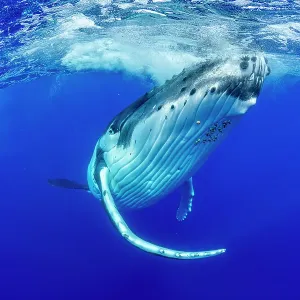 Humpback whale (Megaptera novaeangliae) swimming towards surface, Tubuai, French Polynesia, Pacific Ocean Humpback whale (Megaptera novaeangliae) swimming towards surface, Tubuai, French Polynesia, Pacific Ocean