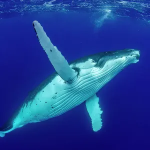 Humpback whale (Megaptera novaeangliae) swimming towards surface, Tubuai, French Polynesia, Pacific Ocean Humpback whale (Megaptera novaeangliae) swimming towards surface, Tubuai, French Polynesia, Pacific Ocean