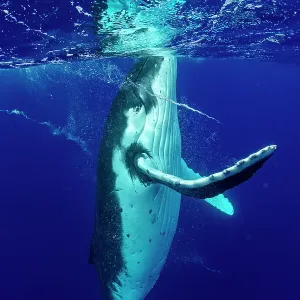 Humpback whale (Megaptera novaeangliae) swimming to the surface and forming whirlpools with its flippers, Tubuai, French Polynesia, Pacific Ocean Humpback whale (Megaptera novaeangliae) swimming to the surface and forming whirlpools with its flippers, Tubuai, French Polynesia, Pacific Ocean