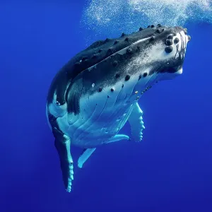 Humpback whale (Megaptera novaeangliae) swimming below water surface with snorkeler in the background, Tubuai, French Polynesia, Pacific Ocean Humpback whale (Megaptera novaeangliae) swimming below water surface with snorkeler in the background, Tubuai, French Polynesia, Pacific Ocean