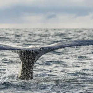 Humpback whale (Megaptera novaeangliae) tail fluke above water, Bay of Fundy, New Brunswick Humpback whale (Megaptera novaeangliae) tail fluke above water, Bay of Fundy, New Brunswick