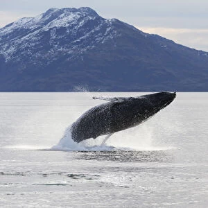 Humpback whale (Megaptera novaeangliae) Umbili, a female age 8 years, breaching