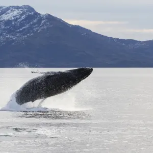 Ballena jorobada (Megaptera novaeangliae) Umbili, una hembra de 8 años, que salta. Ballena jorobada (Megaptera novaeangliae) Umbili, una hembra de 8 años, que salta.