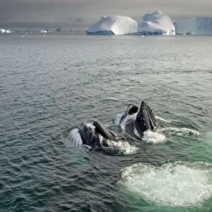 Humpback whales (Megaptera novaeangliae) surfacing and feeding in the waters off