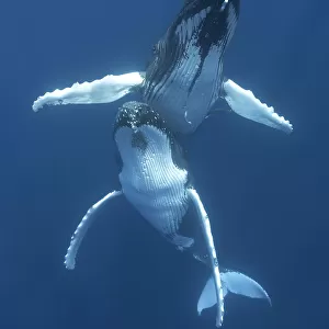 Humpback whales (Megaptera novaeangliae) engaged in courtship, with the male hovering above the female. Vava'u, Tonga, Pacific Ocean