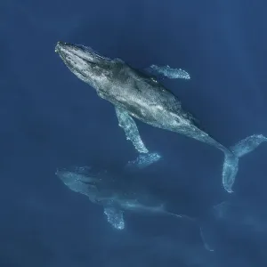 Humpback Whale Aerial Print Humpback Whale Aerial Print