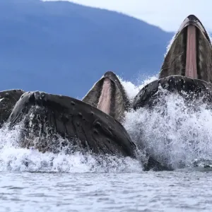 Humpback whales (Megaptera novaeangliae) bubble net feeding with mouths open at surface Humpback whales (Megaptera novaeangliae) bubble net feeding with mouths open at surface