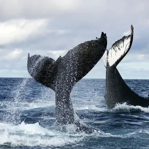 Humpback whales (Megaptera novangliaea) unusual scene with two adults tail-slapping together in rough seas, Vava'u, Tonga, South Pacific Humpback whales (Megaptera novangliaea) unusual scene with two adults tail-slapping together in rough seas, Vava'u, Tonga, South Pacific