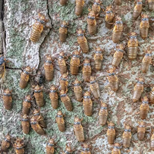 Hundreds of Periodical cicada (Magicicada sp. ) nymphs ascending a tree trunk to metmorphose, Princeton, New Jersey, USA. June