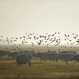 Hungarian grey cattle (Bos primigenius taurus hungaricus) with European starlings