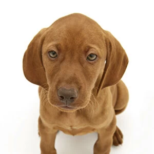 Hungarian Vizsla pup sitting looking up, against white background