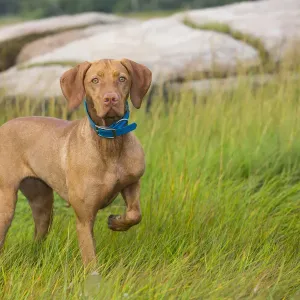 Hungarian vizsla standing in long grass one leg raised, Connecticut, USA. October