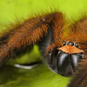 Huntsman Spider Print: Andasibe, Madagascar Huntsman Spider Print: Andasibe, Madagascar