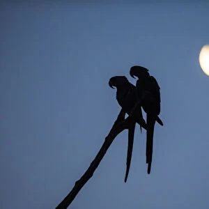 Hyacinth macaw (Anodorhynchus hyacinthinus) pair perched on branch, silhouetted under