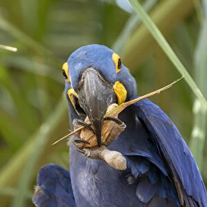 Hyacinth macaw (Anodorhynchus hyacinthinus) feeding on palm nuts, Pantanal, Mato Grosso
