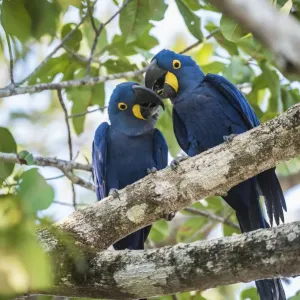 Hyacinth macaw (Anodorhynchus hyacinthinus) pair in courtship, perched in tree. Mato Grosso forest Hyacinth macaw (Anodorhynchus hyacinthinus) pair in courtship, perched in tree. Mato Grosso forest