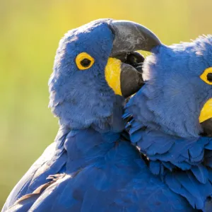 Hyacinth macaws (Anodorhynchus hyacinthinus) mutual preening, Estrada Parque, Pantanal