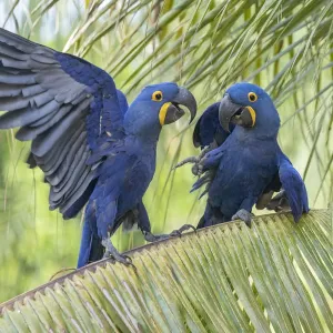 Hyacinth macaws Print: Squabbling birds on a palm tree Hyacinth macaws Print: Squabbling birds on a palm tree