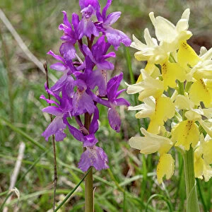 Hybrid orchis, Orchis x colemanii (Orchis mascula x Orchis pauciflora), a natural hybrid between Early purple orchid and Few flowered orchid, in flower, Sibillini, Umbria, Italy. May