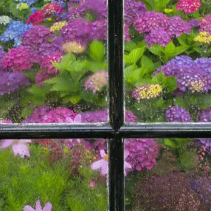 Hydrangeas flowering in garden seen through window of shed, Norfolk, England, UK, July