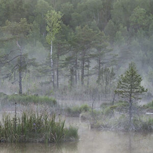 Hydrogen sulphide (H2S) pond in mist, Bog forest, Kemeri National Park, Latvia, June 2009