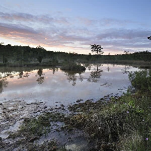 Hydrogen suphide (H2S) pond at dusk, Bog forest, Kemeri National Park, Latvia, June 2009