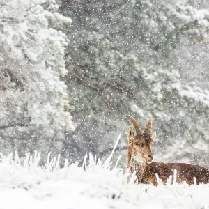 Iberian ibex (Capra pyrenaica), adult male, sitting down in snow covered landscape during snowfall. Sierra Nevada National Park, Andalusia, Spain. April Iberian ibex (Capra pyrenaica), adult male, sitting down in snow covered landscape during snowfall. Sierra Nevada National Park, Andalusia, Spain. April