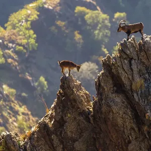 Iberian ibex (Capra pyrenaica), pair with male top right, during rutting season. Sierra Nevada National Park, Andalusia, Spain. October Iberian ibex (Capra pyrenaica), pair with male top right, during rutting season. Sierra Nevada National Park, Andalusia, Spain. October