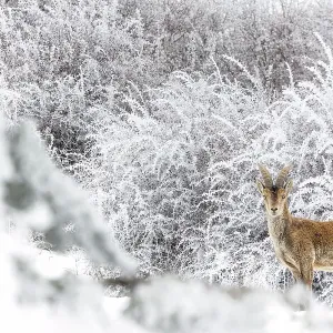 Iberian ibex (Capra pyrenaica), adult male, in snow covered landscape after snowfall. Sierra Nevada National Park, Andalusia, Spain. February Iberian ibex (Capra pyrenaica), adult male, in snow covered landscape after snowfall. Sierra Nevada National Park, Andalusia, Spain. February
