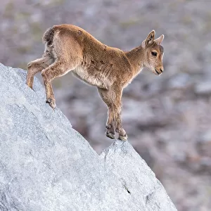 Iberian ibex (Capra pyrenaica) kid, aged two months, making its way down cliff, at 2900m altitude. Sierra Nevada National Park, Andalusia, Spain. July
