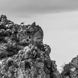 Two Iberian ibex Print: Mountain Ridge Scene Two Iberian ibex Print: Mountain Ridge Scene